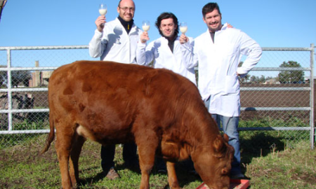Proud argentine scientists toast Rosita, whose milk contains human lysozyme and lactoferrin. 