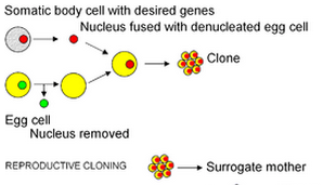 Somatic Cell Nuclear Transfer: the egg nucleus is replaced by a transgenic nucleus from a somatic (non-reproductive) cell