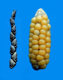 Domesticated corn and it's ancestor teosinte are dramatically  different genetically. 